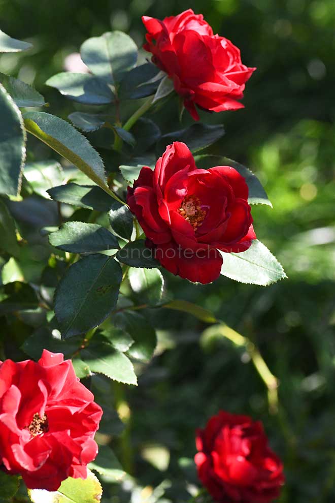 バラ ライデンシャフト｜花の手帖の薔薇図鑑