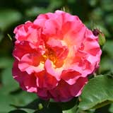 バラ リリアン オースチン｜花の手帖の薔薇図鑑