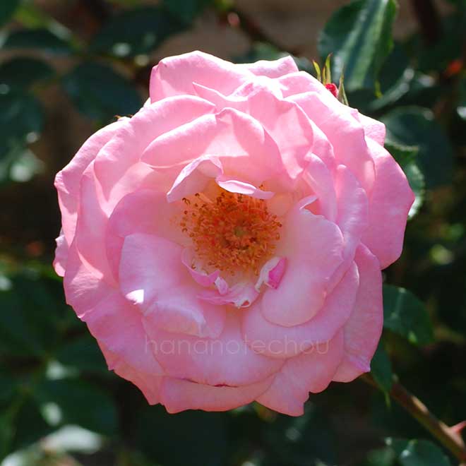 バラ リリベット|花の手帖の薔薇図鑑