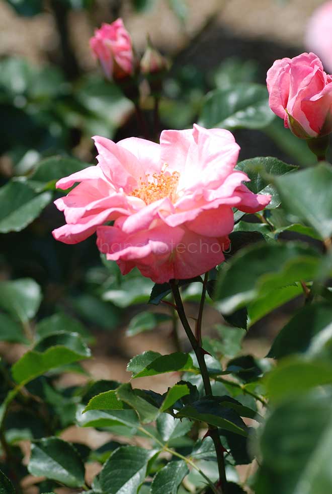 バラ リリベット|花の手帖の薔薇図鑑