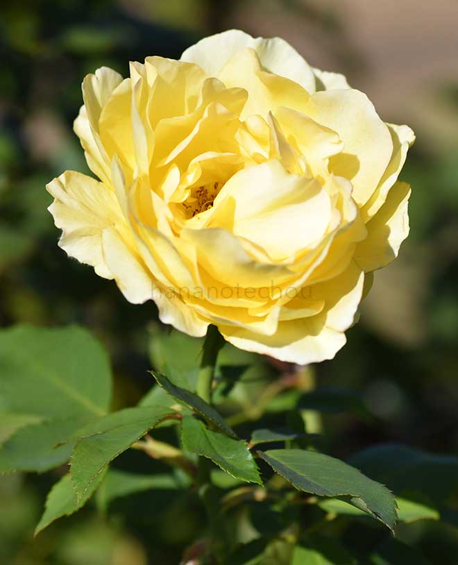 バラ ライムライト グランディローサ｜花の手帖の薔薇図鑑