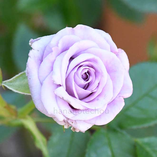 バラ リトル ブルース｜花の手帖の薔薇図鑑
