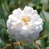 バラ リトル ホワイト ペット｜花の手帖の薔薇図鑑