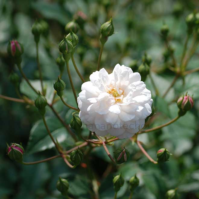 バラ リトル ホワイトペット｜花の手帖の薔薇図鑑