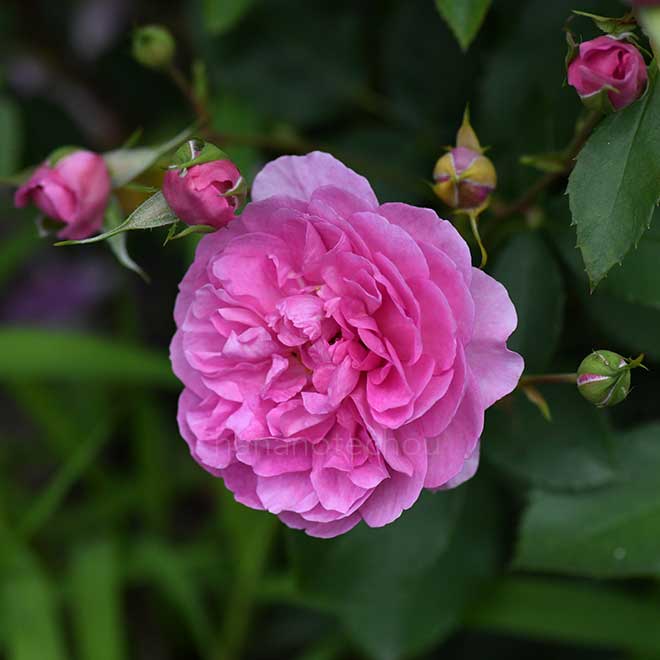 バラ リブレス|花の手帖の薔薇図鑑