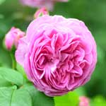 バラ ルイーズオディエ｜花の手帖の薔薇図鑑