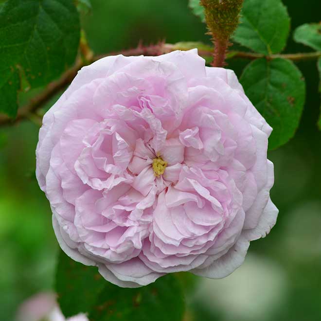 バラ ルシールデュプレッシィ｜花の手帖の薔薇図鑑