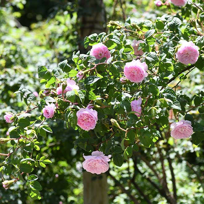 バラ ルシールデュプレッシィ｜花の手帖の薔薇図鑑