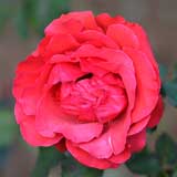 バラ ルーシークラムフォン｜花の手帖の薔薇図鑑