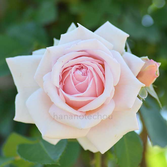 バラ ルミナス ピラー｜花の手帖の薔薇図鑑