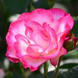 バラ ラズベリーアイス｜花の手帖の薔薇図鑑