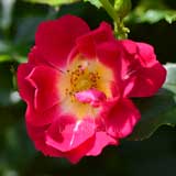 バラ レッドドリフト ドリフト｜花の手帖の薔薇図鑑