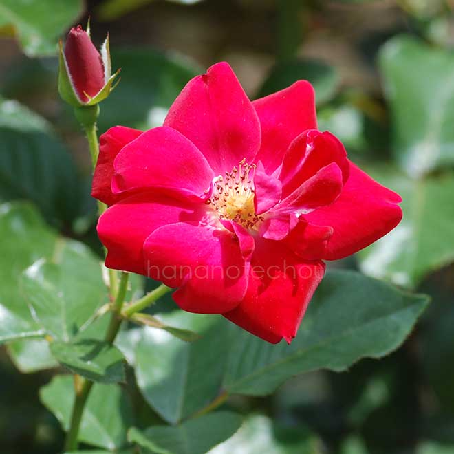 バラ レッド グローリー|花の手帖の薔薇図鑑