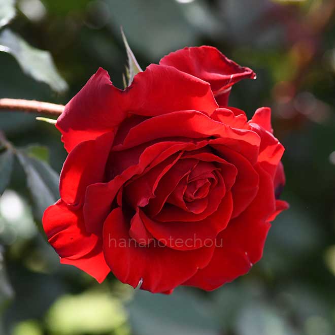 バラ レッドクイーン|花の手帖の薔薇図鑑