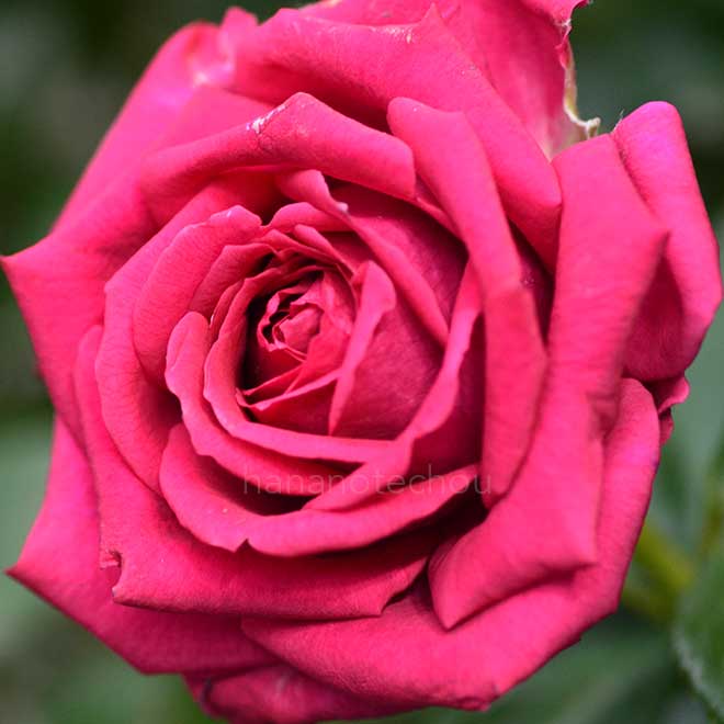 バラ レジス マルコン|花の手帖の薔薇図鑑