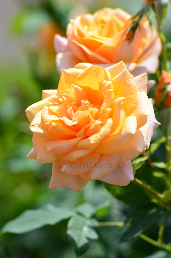 バラ レミーマルタン｜花の手帖の薔薇図鑑