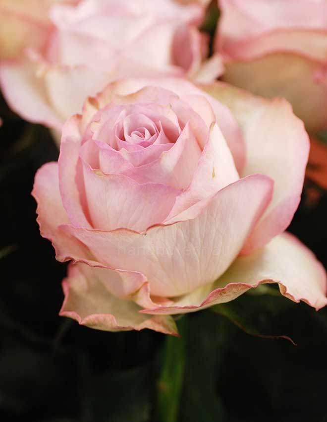 バラ ラプソディー｜花の手帖の薔薇図鑑