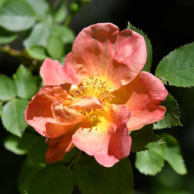 バラ ロドファイルグレイヴロー｜花の手帖の薔薇図鑑