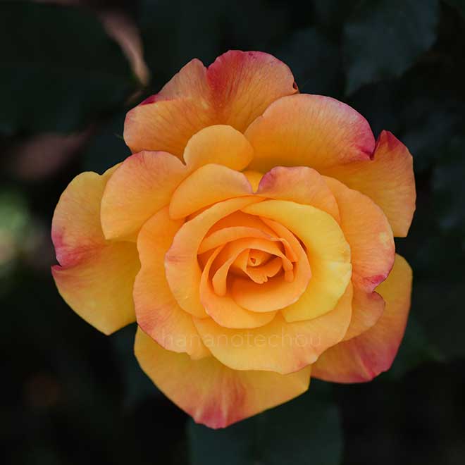 バラ リオ サンバ｜花の手帖の薔薇図鑑