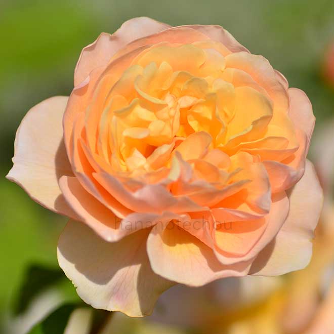 バラ ロアルドダール｜花の手帖の薔薇図鑑