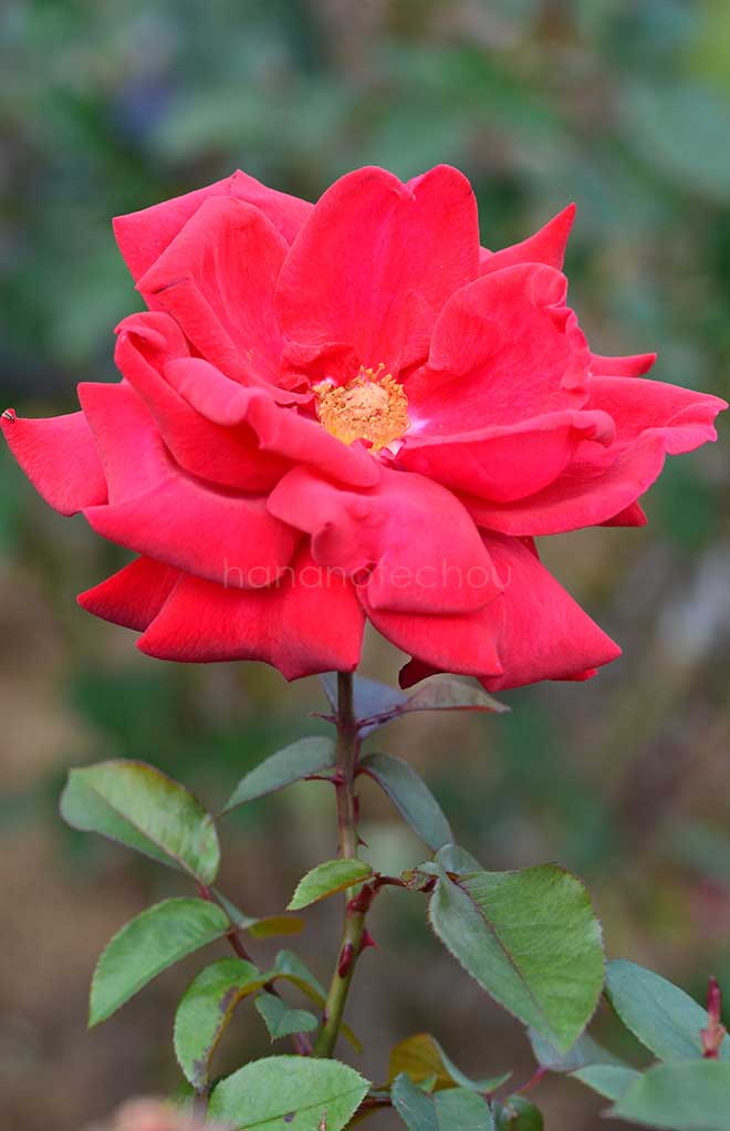 バラ ロブ ロイ｜花の手帖の薔薇図鑑