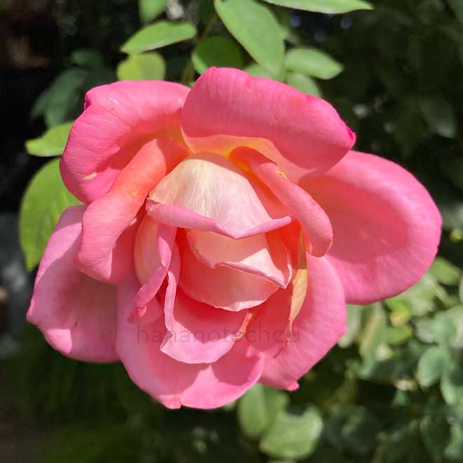 バラ 六甲｜花の手帖の薔薇図鑑