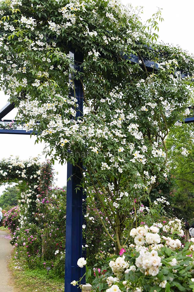 バラ ロサ ブルノニー ラ モートラ|花の手帖の薔薇図鑑