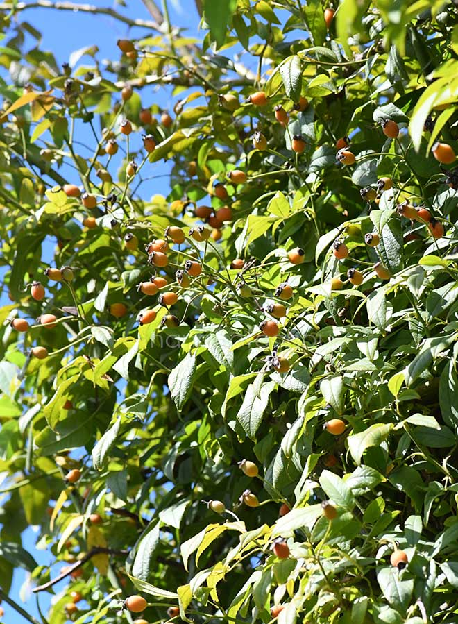 バラ ロサ ブルノニー ラ モートラ|花の手帖の薔薇図鑑