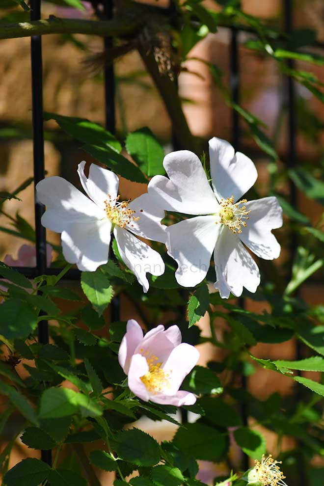 バラ ロサ カニナ｜花の手帖の薔薇図鑑