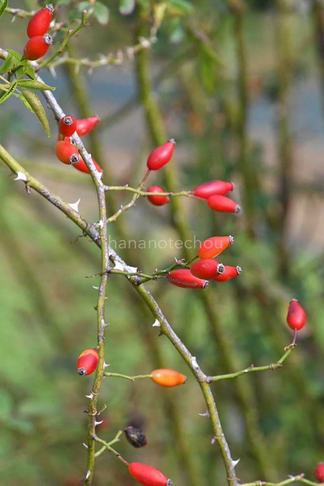 バラ ロサ カニナ｜花の手帖の薔薇図鑑
