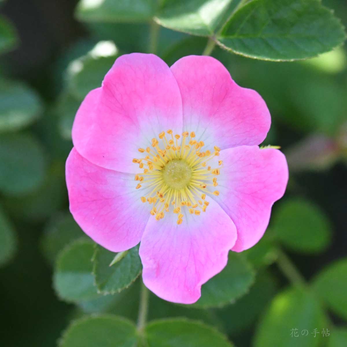 バラ ロサ エグランテリア｜花の手帖の薔薇図鑑