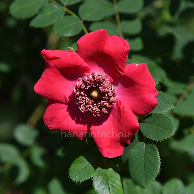 バラ ロサ ファルグシー ブランジェ｜花の手帖の薔薇図鑑