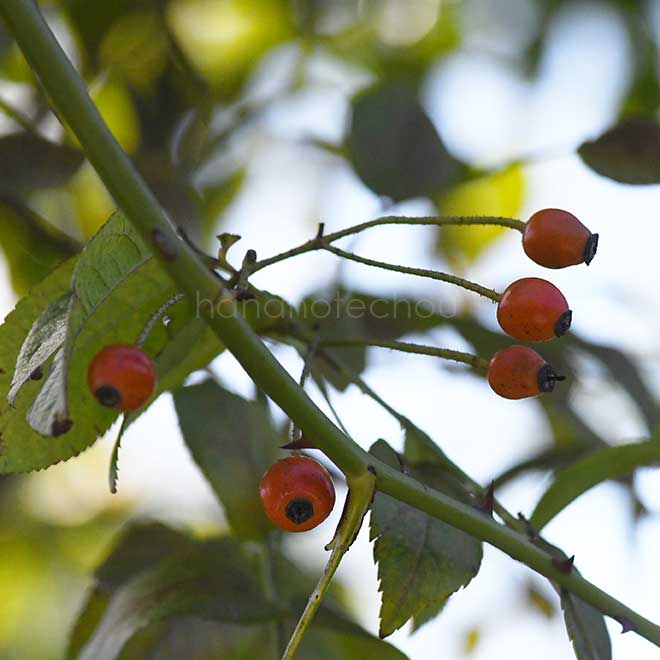 バラ ロサ フィリペス ブレンダ コルビン｜花の手帖の薔薇図鑑