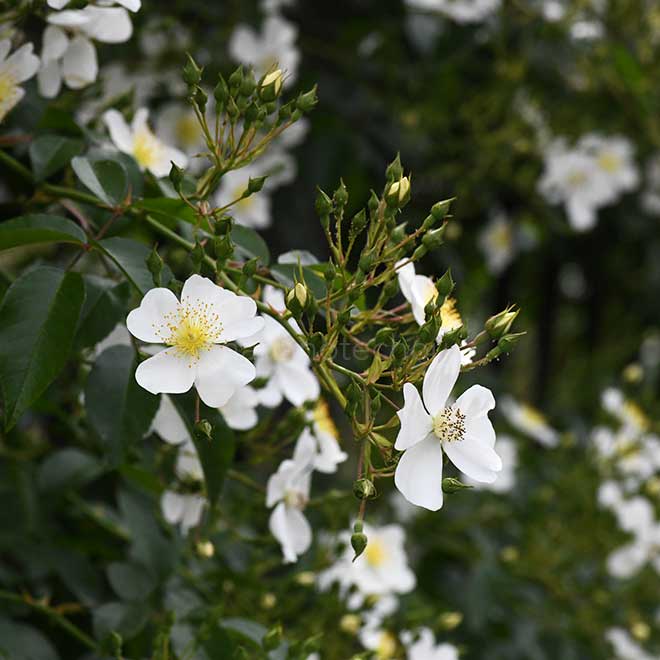 バラ ｜花の手帖の薔薇図鑑