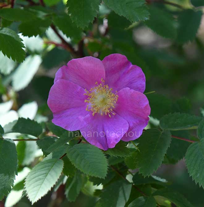 バラ ロサ ハエマトデス｜花の手帖の薔薇図鑑