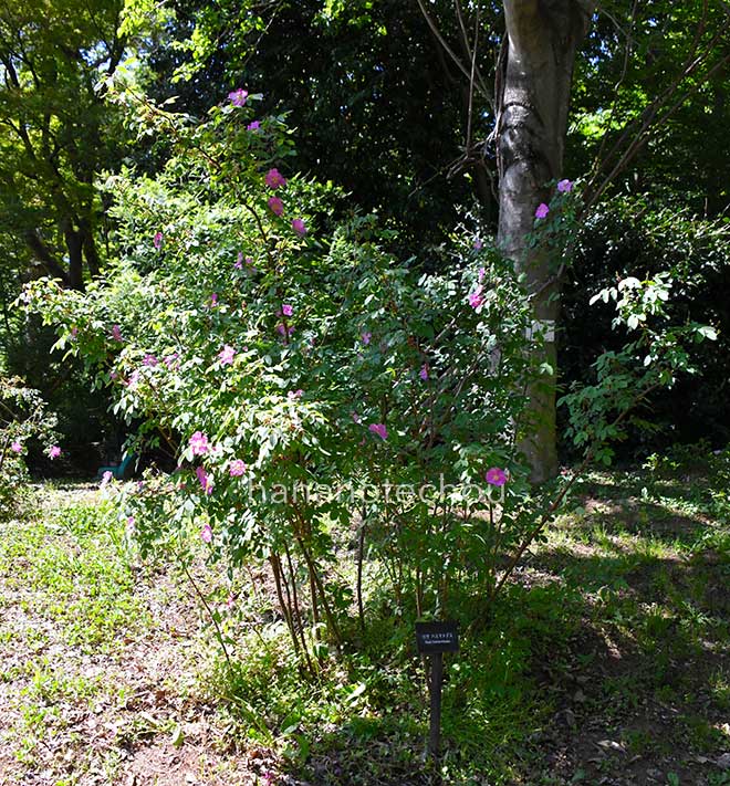 バラ ロサ ハエマトデス｜花の手帖の薔薇図鑑