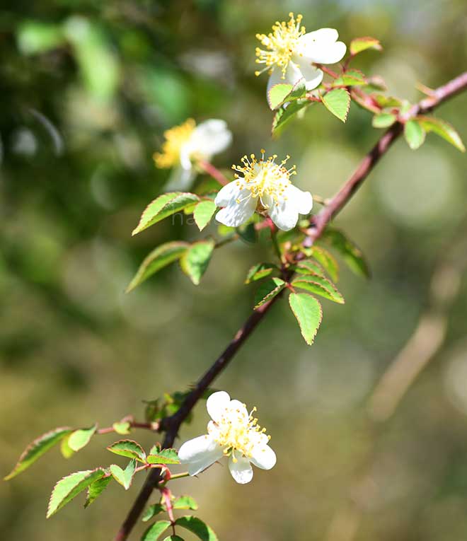 バラ ラ ロサ ジャスミノイデス｜花の手帖の薔薇図鑑