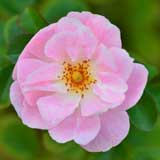 バラ ロザリーラモリエール｜花の手帖の薔薇図鑑