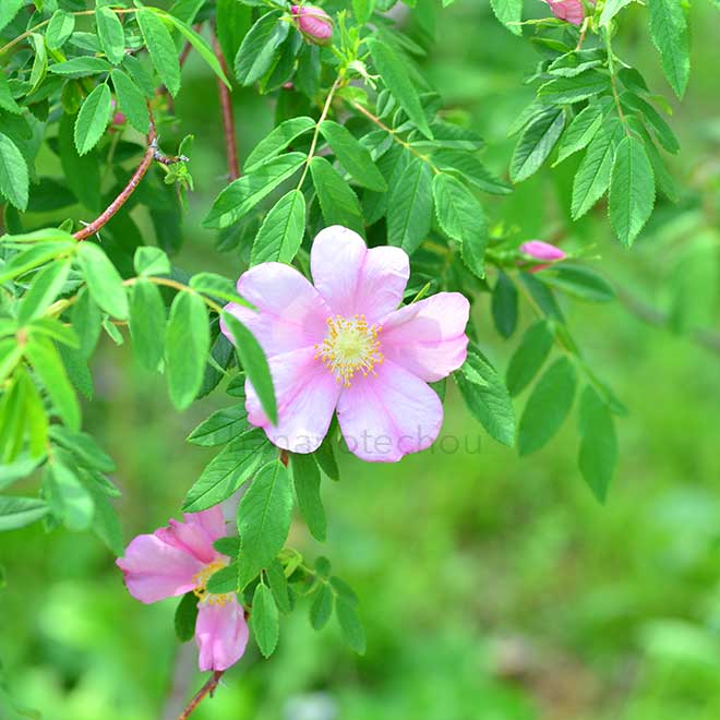 バラ ロサ マレッティ｜花の手帖の薔薇図鑑
