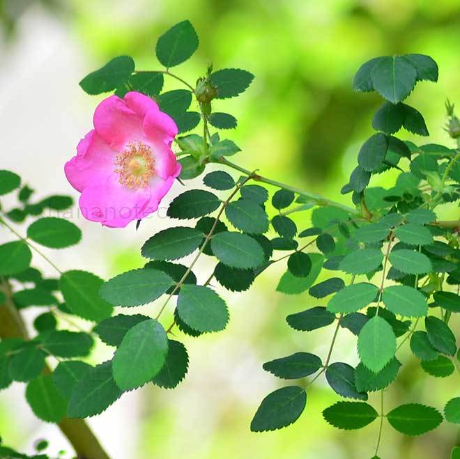 バラ ロサモエシーピンク｜花の手帖の薔薇図鑑
