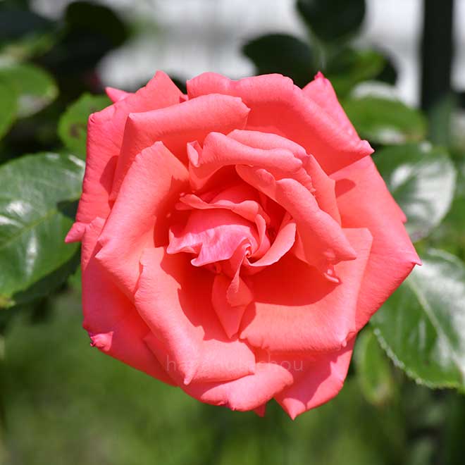 バラ ロザンナ｜花の手帖の薔薇図鑑