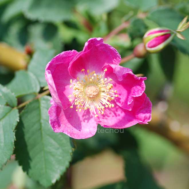 バラ ロサ オキシオドン｜花の手帖の薔薇図鑑