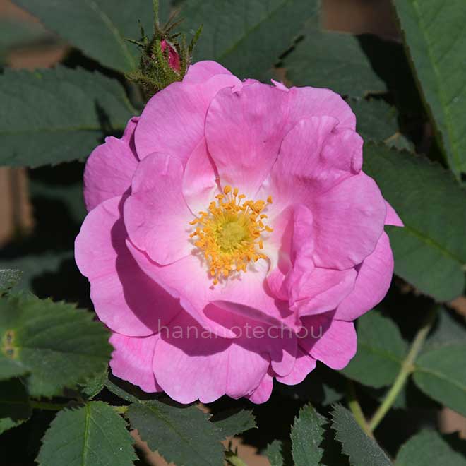 バラ ロサポミフェラ｜花の手帖の薔薇図鑑