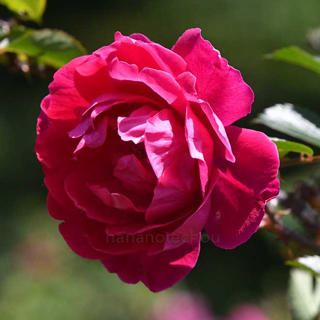 バラ ロサ ルゴサ スカーレット｜花の手帖の薔薇図鑑