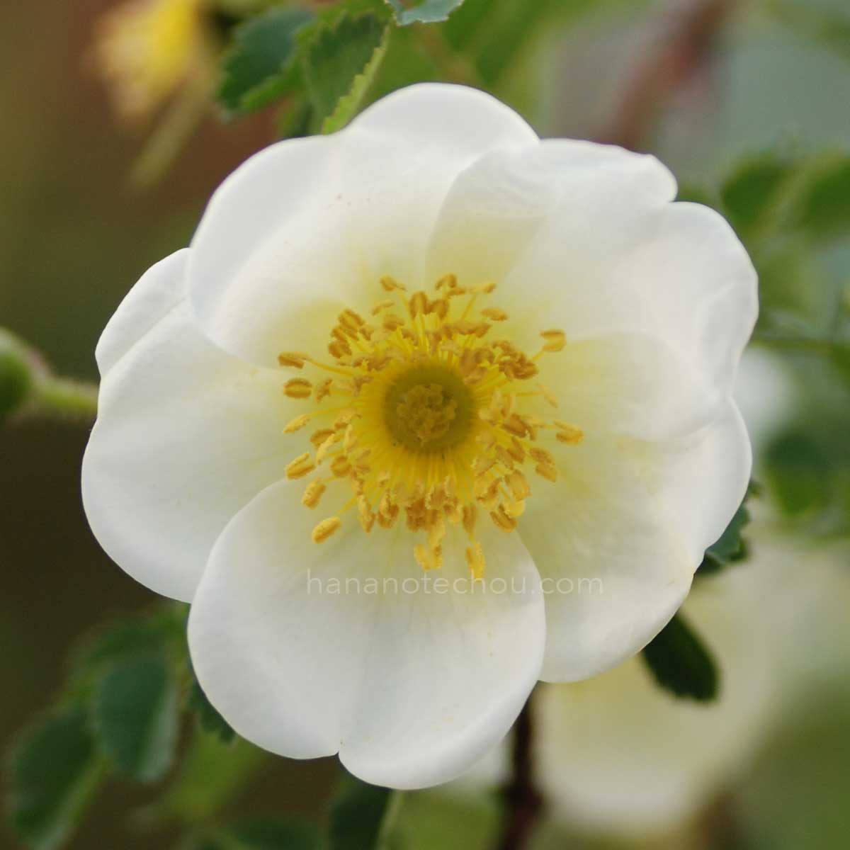 バラ ロサスピノシッシマ｜花の手帖の薔薇図鑑