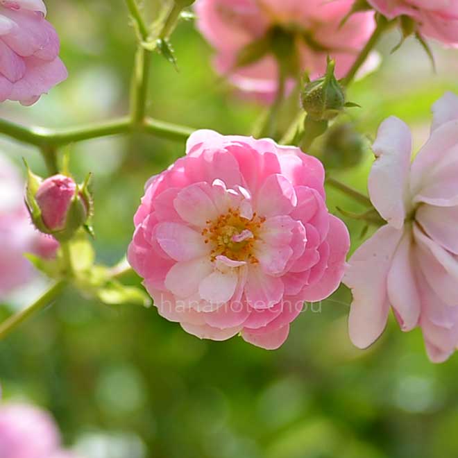 バラ ロゼ ダンジェ|花の手帖の薔薇図鑑