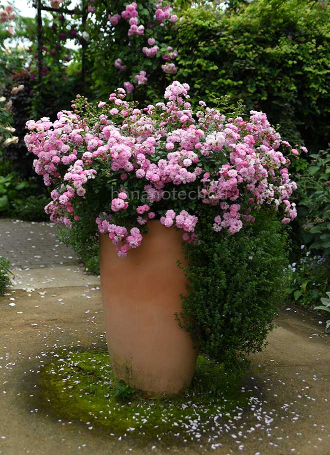 バラ ロゼ ダンジェ|花の手帖の薔薇図鑑