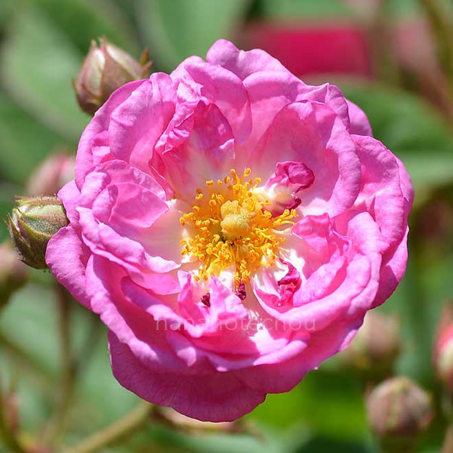 バラ ローズドゥモンプレジール｜花の手帖の薔薇図鑑