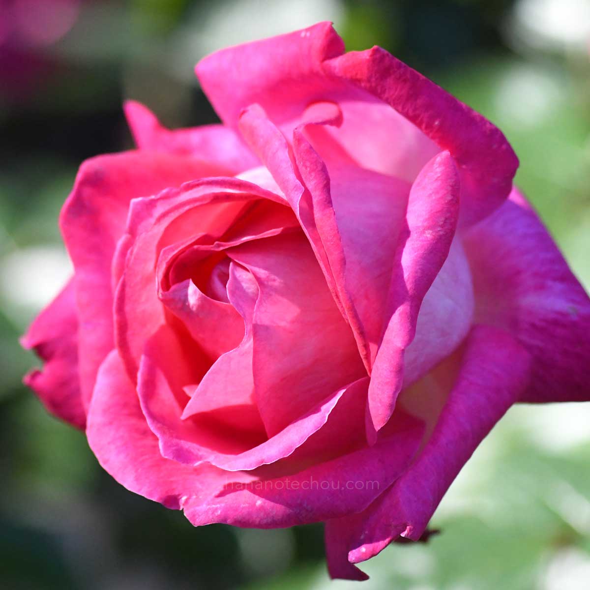 バラ ローズゴジャール｜花の手帖の薔薇図鑑