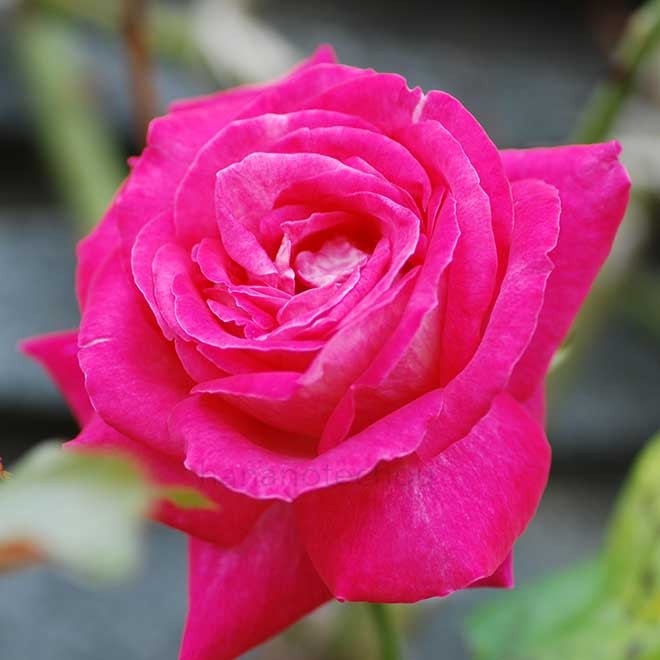 バラ つるローズゴジャール｜花の手帖の薔薇図鑑